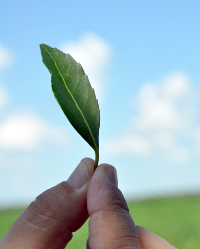 Yerba mate blad. Ilex paraguariensis